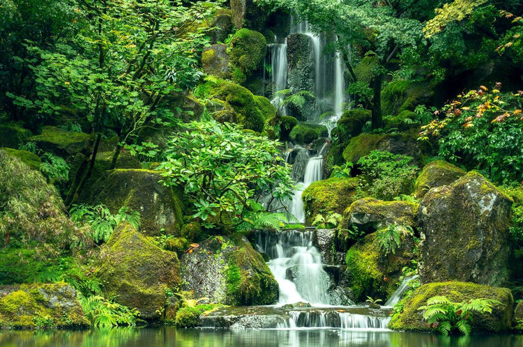 Baños de bosque